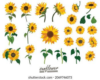 Yellow sunflower background.Eps 10 vector.