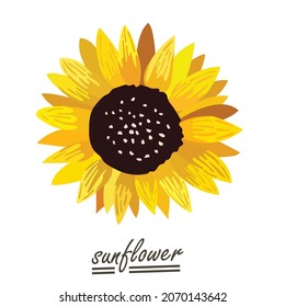 Yellow sunflower background.Eps 10 vector.