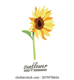 Yellow sunflower background.Eps 10 vector.