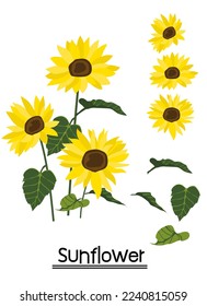 Yellow sunflower background.Eps 10 vector.