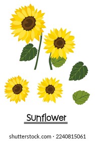 Yellow sunflower background.Eps 10 vector.