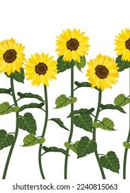 Yellow sunflower background.Eps 10 vector.