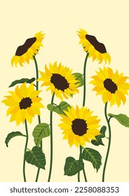 Yellow sunflower background.Eps 10 vector.