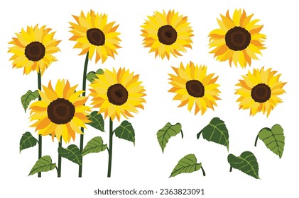 Yellow sunflower background.Eps 10 vector.