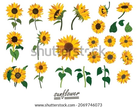 Yellow sunflower background.Eps 10 vector.