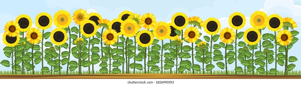 ひまわり畑 イラスト High Res Stock Images Shutterstock