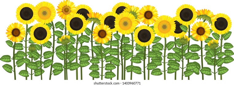 Yellow sunflower field isolated on white background. Flower border