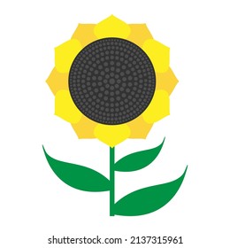 Yellow sunflower flower with green leaves on a white background. Avatar, logo, emblem, symbol. Isolated vector illustration
