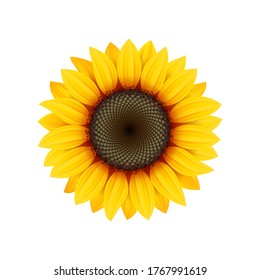 Yellow sunflower flower on white background, design element, vector icon.