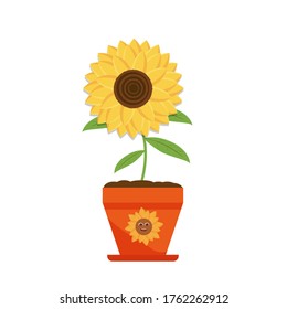 Yellow sunflower in the flower pot vector illustration, natural flora on a white background. Isolated sunflower on a white light background, summer bright. Decorative design elements. Flat style