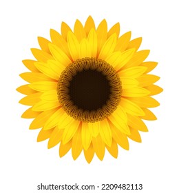 Yellow sunflower flower. Round bright inflorescence with realistic large petals and blooming dark vector pollen