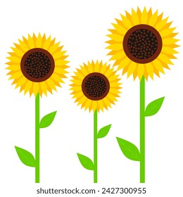 Yellow sunflower with green leaves isolated on white background. A good ornamental plant to plant in your yard. Vector illustration