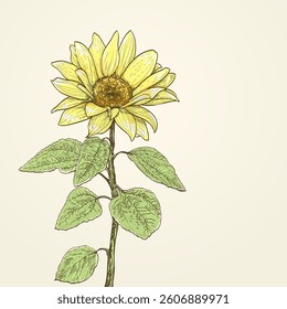 Yellow sunflower illustration with a detailed, hand-drawn style, on soft, pale color background. 