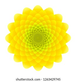 Yellow Sunflower inflorescence. Abstract floral pattern isolated on white background.