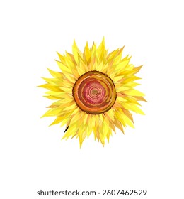 yellow sunflower isolated without background