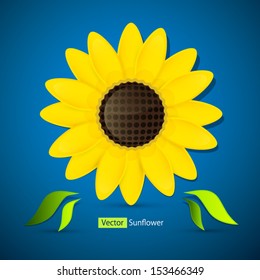 yellow sunflower on blue background