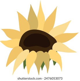 Yellow sunflower on isolated white background. Watercolor botanical illustration, hand drawing, boho design