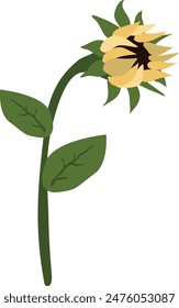 Yellow sunflower on isolated white background. Watercolor botanical illustration, hand drawing, boho design