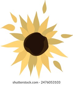 Yellow sunflower on isolated white background. Watercolor botanical illustration, hand drawing, boho design