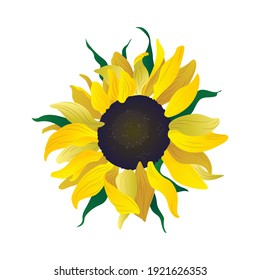Yellow sunflower on white background. Hand drawn vector flowers for spring or summer design