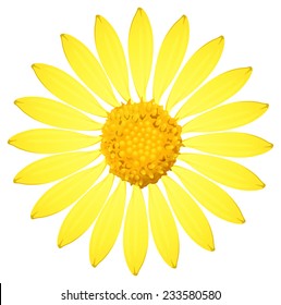 A yellow sunflower on a white background 