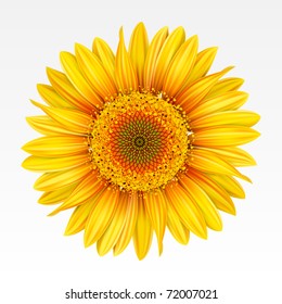 Yellow sunflower on the  white background. Mesh.