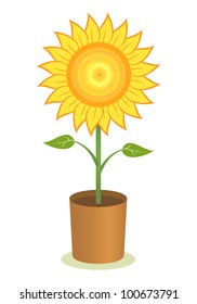 Yellow sunflower in a pot.