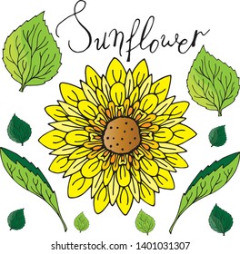 Yellow sunflower set in vector