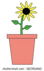 Yellow sunflower in a terra-cotta pot