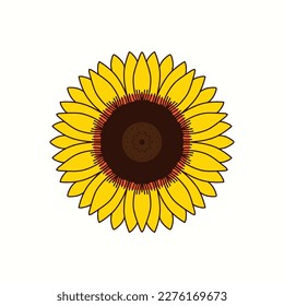 Yellow Sunflower Vector Illustration line drawing. Botanical floral illustration. Yellow summer flower.