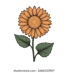 gelbe Sonnenblume, Vektorgrafik auf weißem Hintergrund