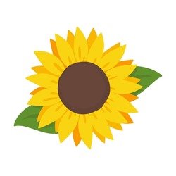 Girasoles Amarillos En Plena Floración. Ilustración Vectorial.
