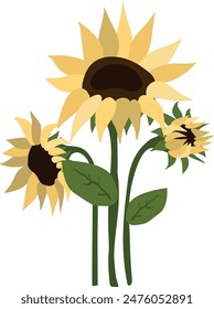 Yellow sunflowers on isolated white background. Watercolor botanical illustration, hand drawing, boho design