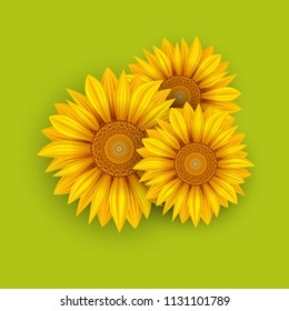 Fondo de verano de girasoles amarillos. Ilustración vectorial.