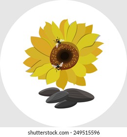 Yellow Sunflowers and Sunflower Seeds 