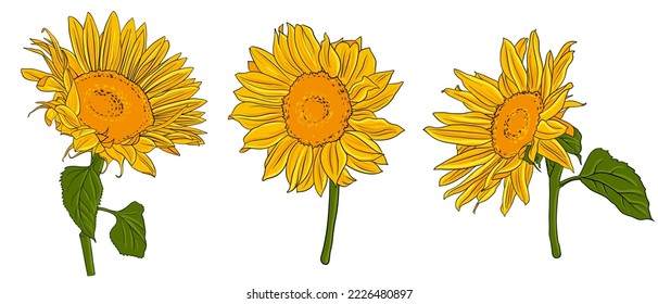 gelbe Sonnenblumen, Vektorgrafik von Gartenpflanzen auf weißem Hintergrund, handgezeichnet botanische Illustration