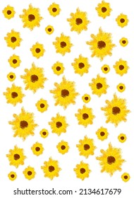 Yellow sunflowers vector pattern without background 