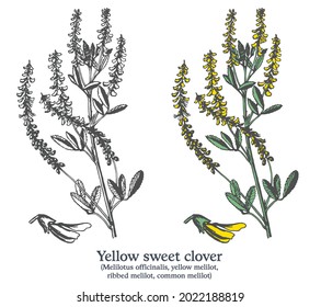 Yellow sweet clover. Colorful vector hand drawn plant. Vintage medicinal sketch