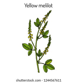 Yellow sweet clover ribbed