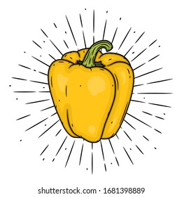 Yellow sweet pepper. Hand drawn vector illustration with sweet pepper and sunburst. Used for poster, banner, web, t-shirt print, bag print, badges, flyer, logo design and more.