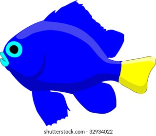 Yellow tail damsel fish