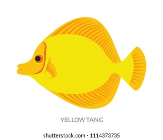 Yellow tang beautiful fish 