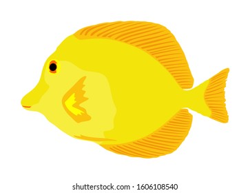 Yellow tang vector illustration isolated on white background. Coral reef fish. Zebrasoma aquarium fish.