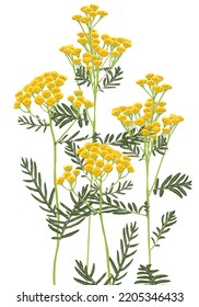 yellow tansy, field flowers, vector drawing wild plants at white background, flowering meadow , hand drawn botanical illustration