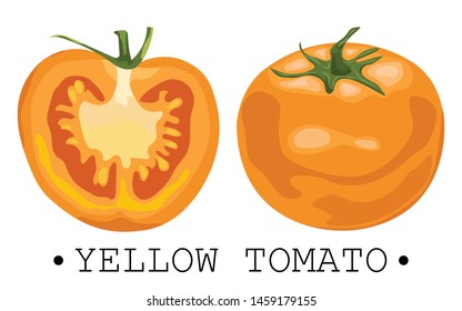 Yellow tomato with seeds. Half a ripe tomato. Vector illustration.