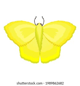 Gelber tropischer Schmetterling, einzelne Vektorgrafik.