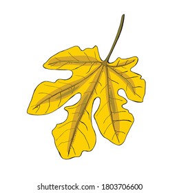 Yellow tropical leaves, jungle leaf vector. Fig leaf icon isolated on white background. Vintage botanical illustration of wallpaper, fabric, decor . Fig plant leaf vector.