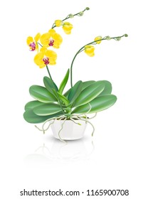 Yellow tropical orchids known as moth orchids or phalaenopsis orchids plant in a ceramic bowl vase on white background. Vector illustrator of tropical flowering plants