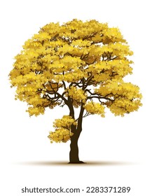 árbol de trompeta amarillo. Árboles realistas aislados en fondo blanco.