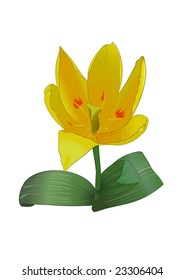 Yellow tulip